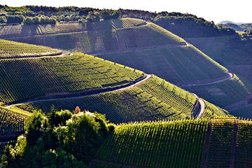 Weinlage Dernauer Burggarten