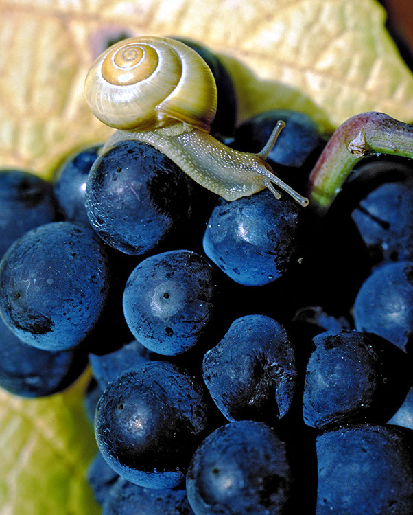 weinbergsschnecke01