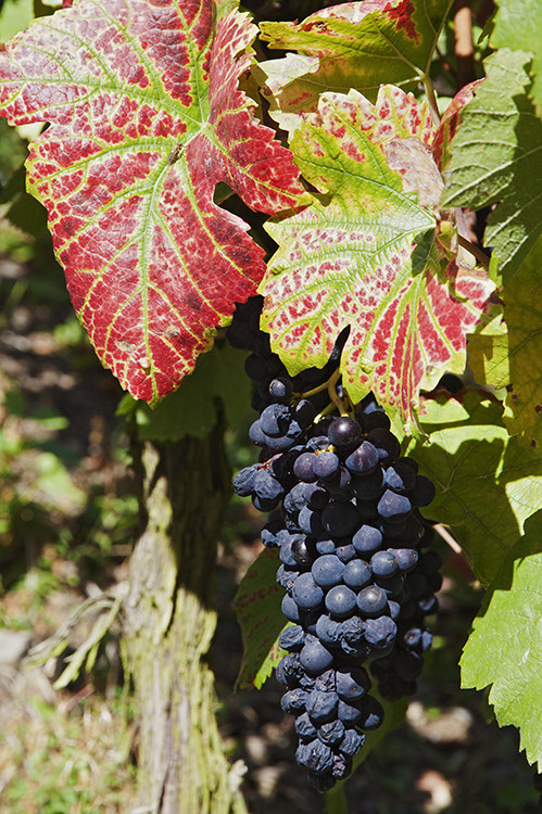 20111009_50D_0024