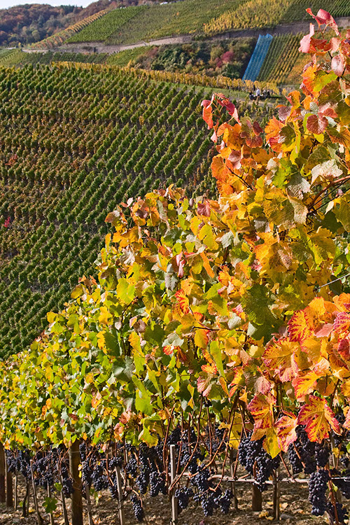 20081019_20D_0021