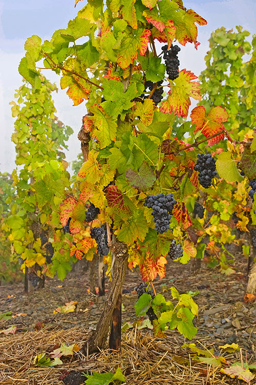 20081011_20D_0020