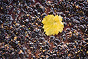 20081019_20D_0070