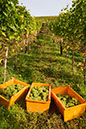 20081019_20D_0015