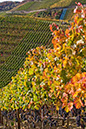 20081019_20D_0021