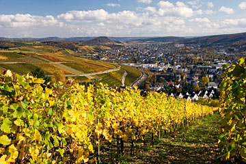 Ahrweiler Forstberg