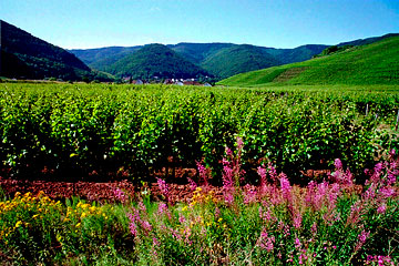 Weinlage Dernauer Burggarten