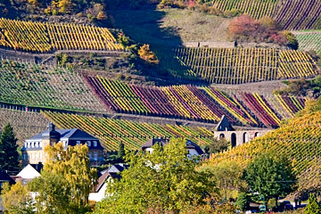 Weinlage Marienthaler Klostergarten