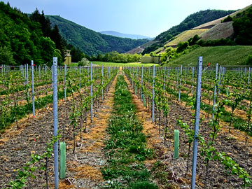 Weinlage Marienthal Stiftsberg