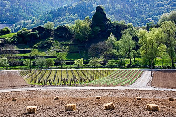 Mayschoßer Laacher Berg