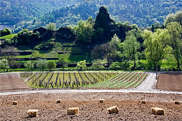 Mayschoßer Laacher Berg